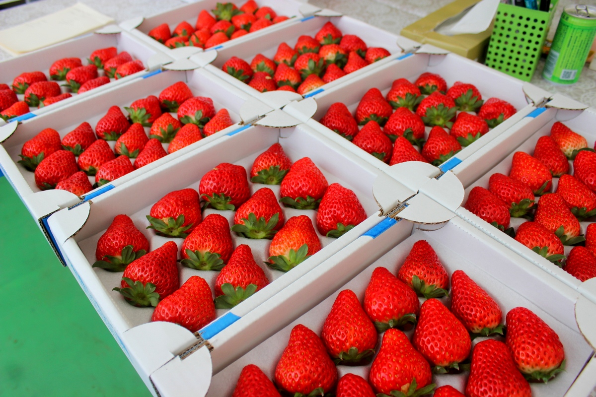 イチゴ狩り開園状況 窪原苺園